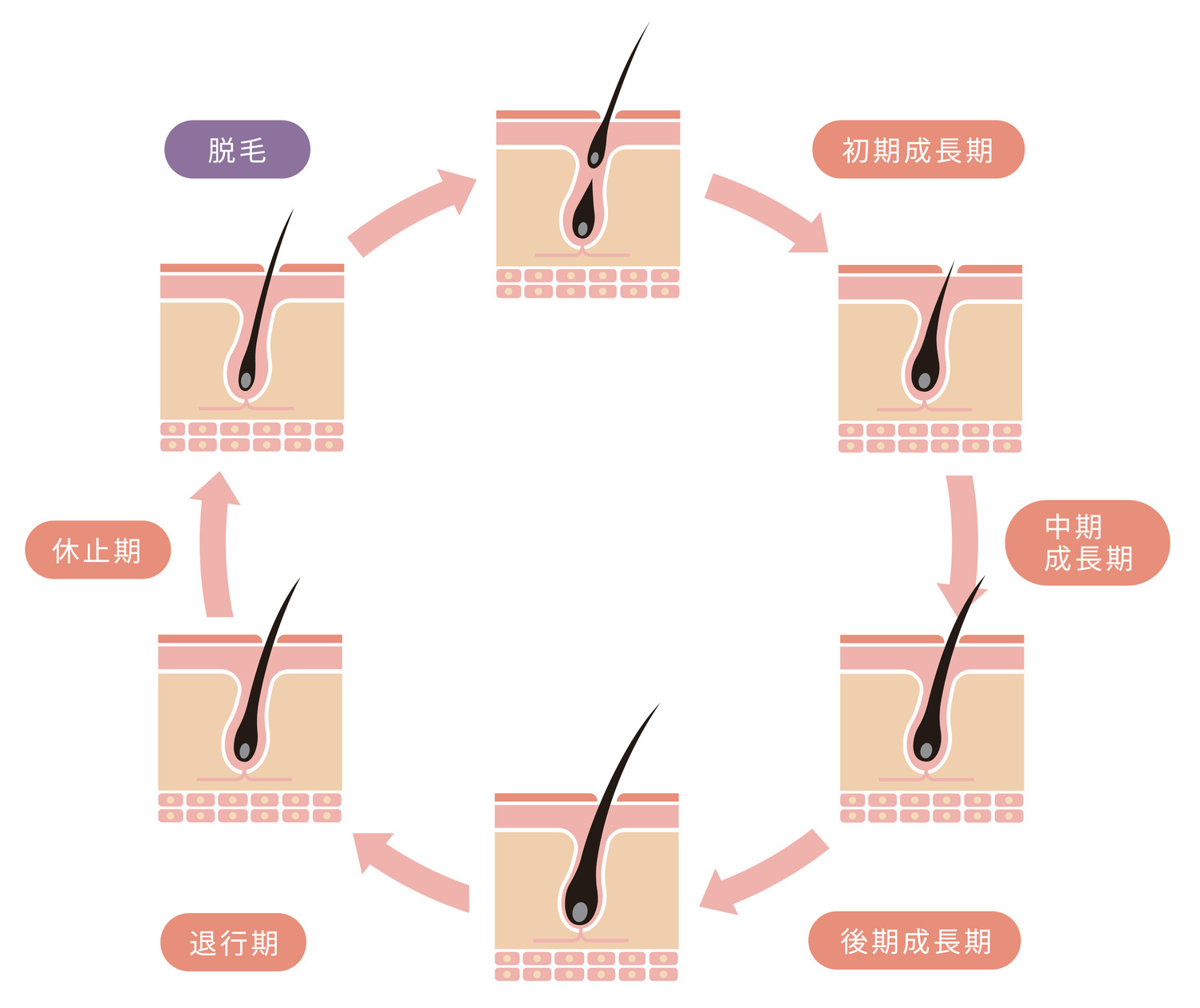 毛周期とは?
